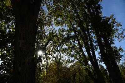 DSC_6542 (Large).JPG